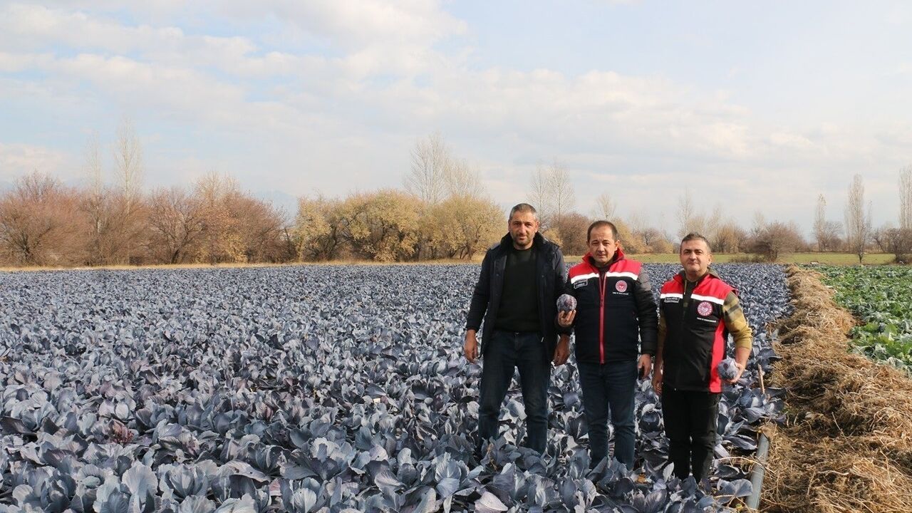 Erzincan'da Aralık'ta brokoli, karnabahar ve mor lahana hasadı
