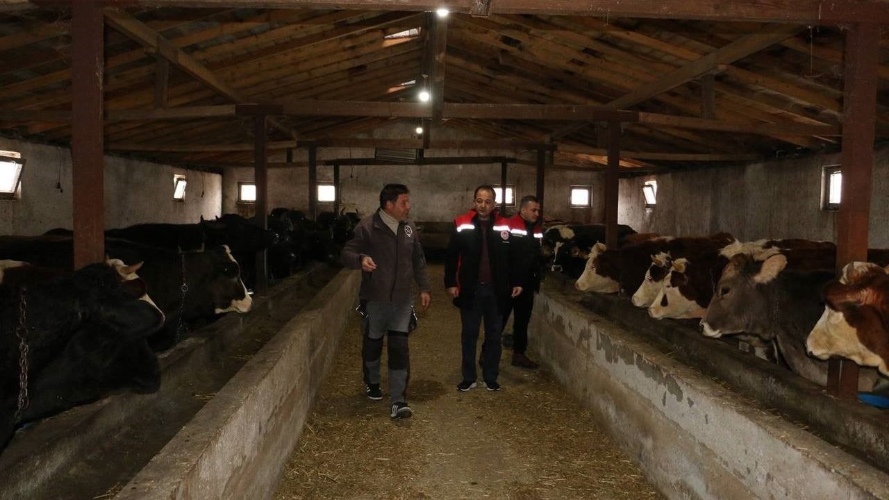 Erzincan'da manda yetiştiriciliği için saha çalışmaları sürüyor