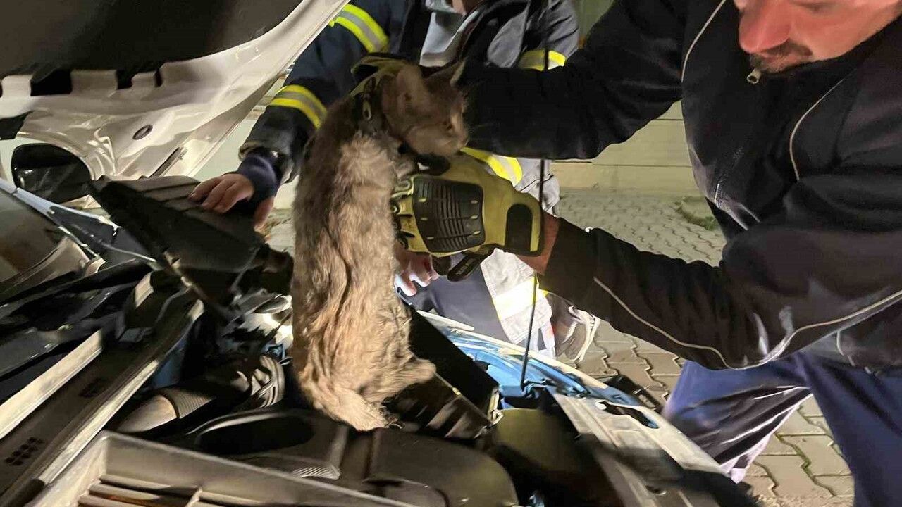 Erzincan'da Motor Bölmesine Sıkışan Kedi İtfaiye Tarafından Kurtarıldı