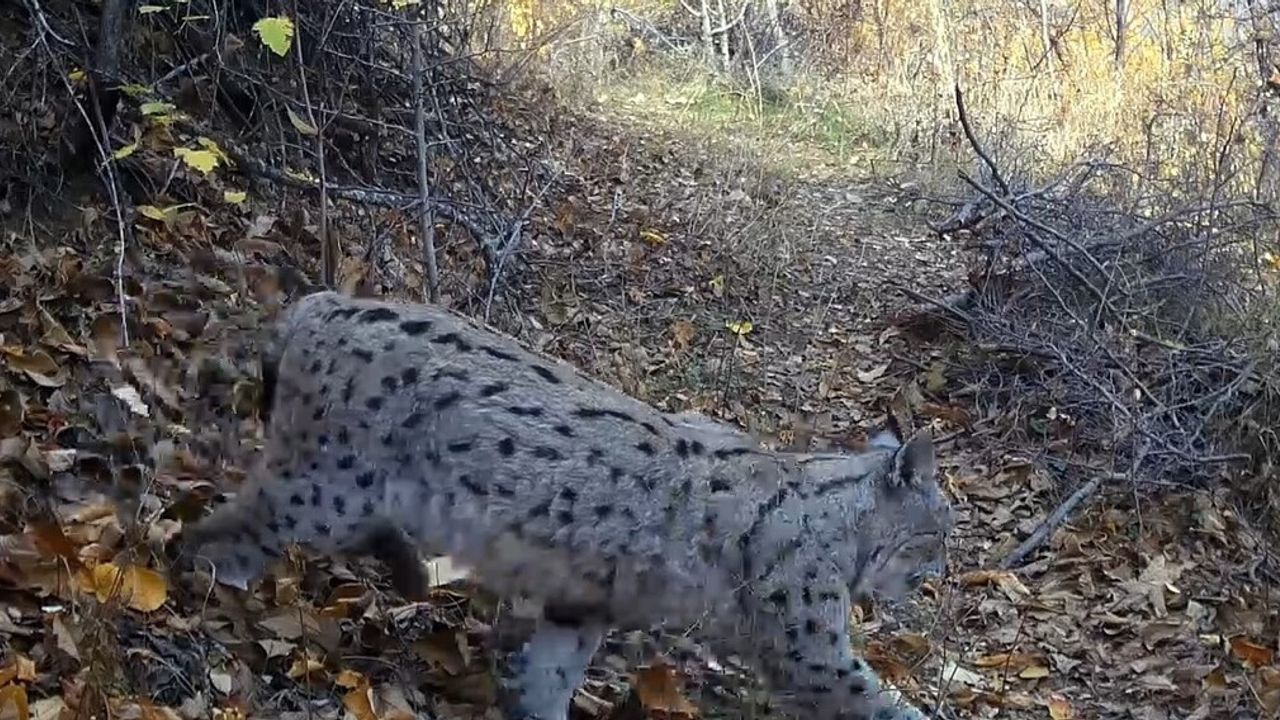 Erzincan'da 'Ormanın hayaleti' vaşak fotoğraflandı