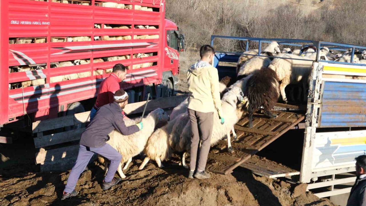 Erzincan'da soğuk ve kar nedeniyle yayladaki sürüler merkeze indirildi