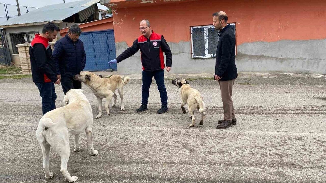 Erzincan'da Sokak Köpeklerine Oral Kuduz Aşısı Uygulanıyor