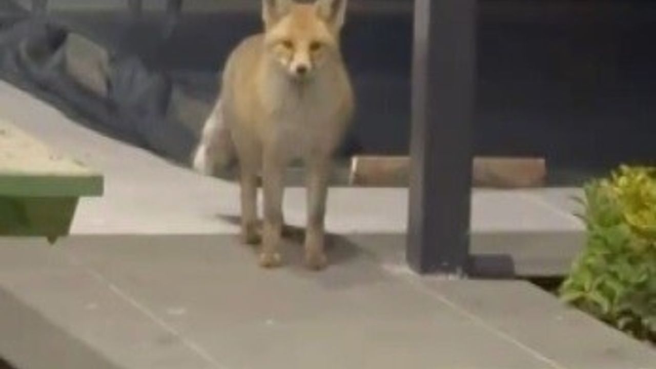 Erzincan'da tilki, 19 köpekli bahçeye girip kedi maması yedi