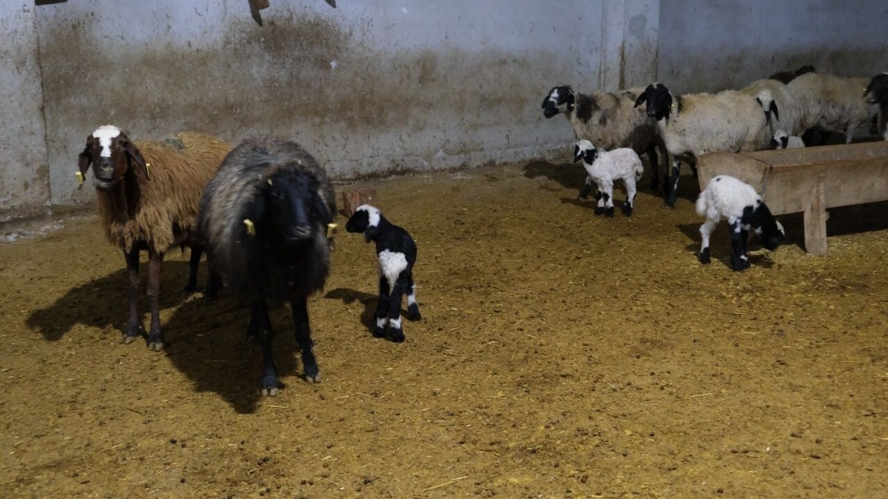 Erzincan'da yılın son kuzuları üreticilere sevinç getirdi