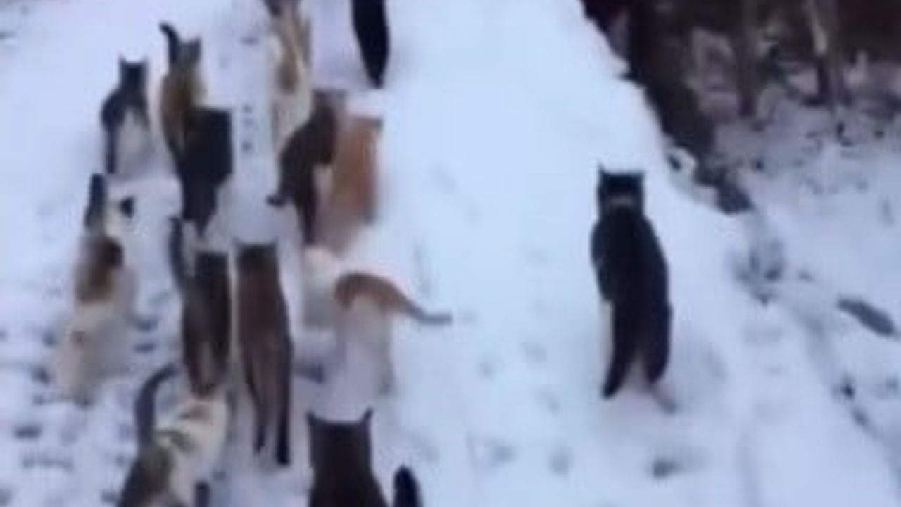 Erzincan Muratboynu'nda kar sonrası köy kedilerini besleyen duyarlı vatandaş