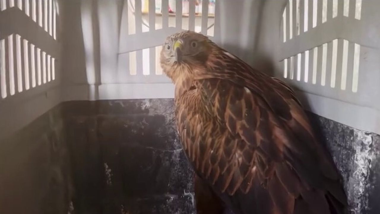 Erzurum'da iki kızıl şahin doğaya bırakıldı