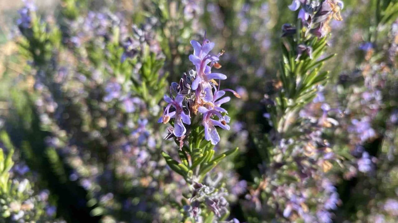 Eskişehir'de 10 yıllık çalışmayla biberiye üretimi başladı