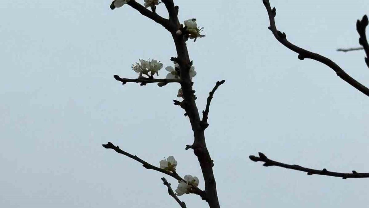 Eskişehir'de Aralıkta kayısı ağacı erken çiçeklendi