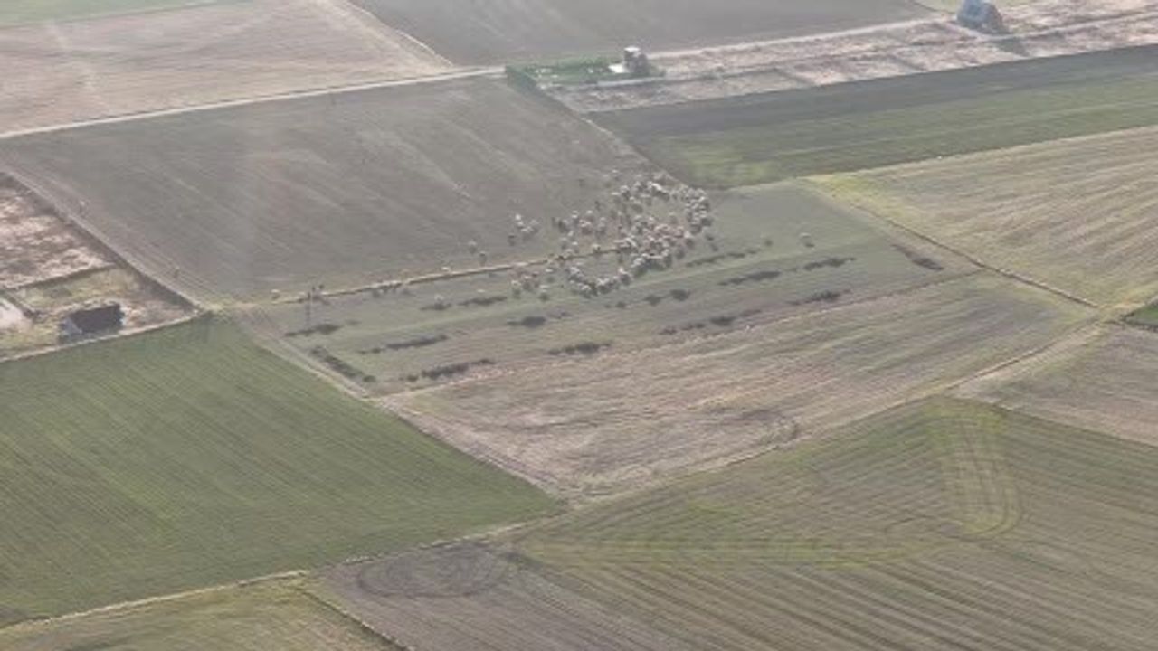 Eskişehir'de çobanlar sürülerini kırlarda tutuyor