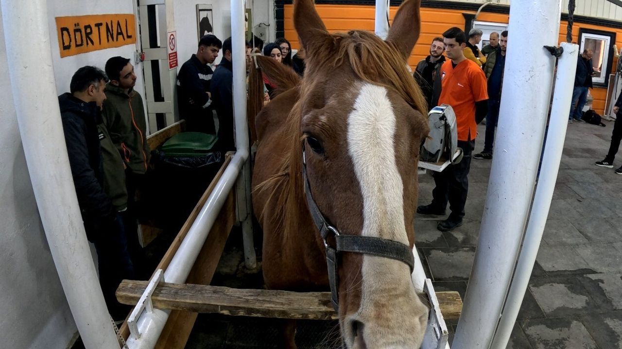 Eskişehir'de Kısraklarda Suni Tohumlama Eğitimi tamamlandı