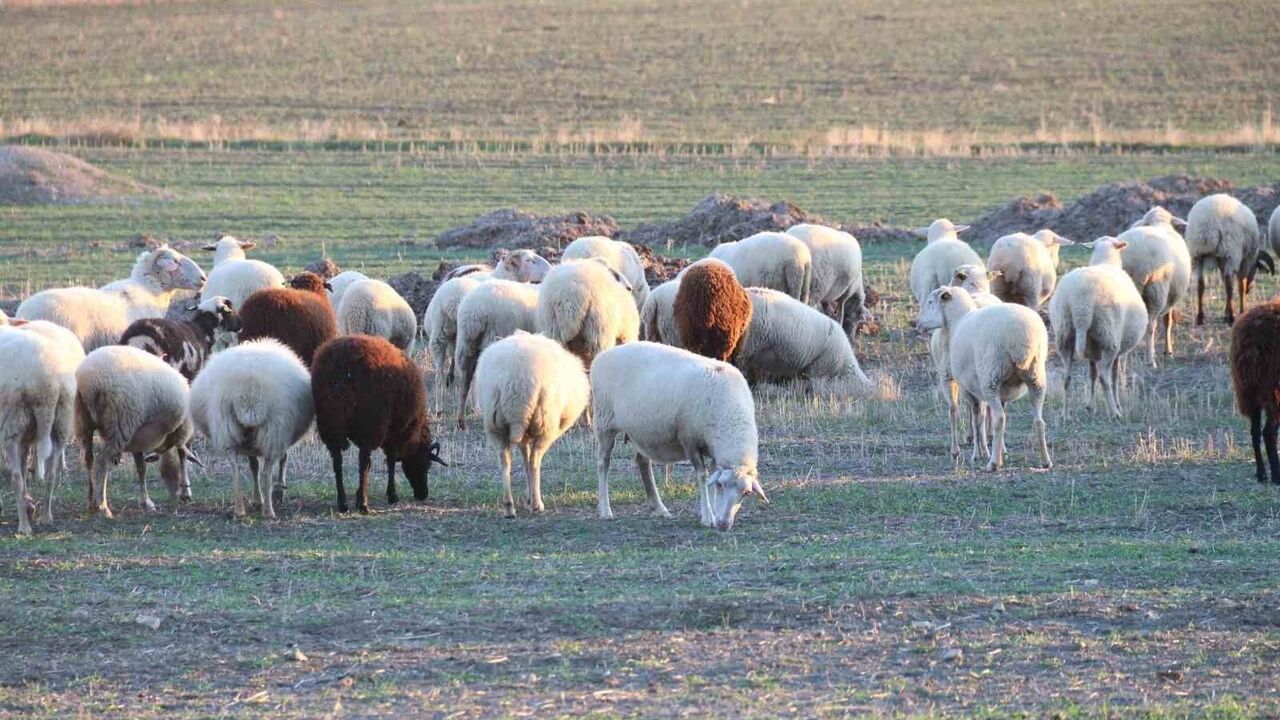 Eskişehir'de koyunlar kırlarda kışı geçiriyor