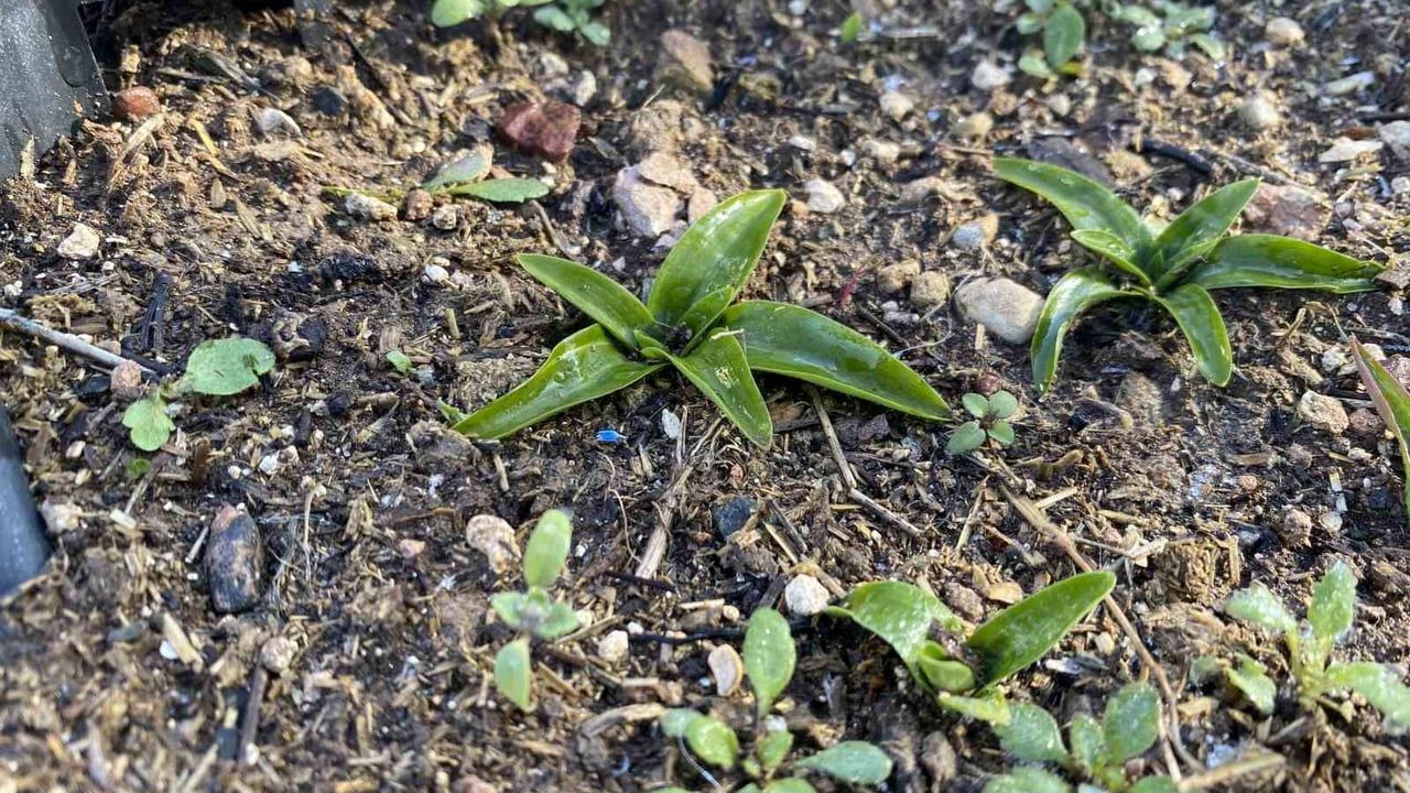 Eskişehir'de salep üretimi yeniden canlanıyor