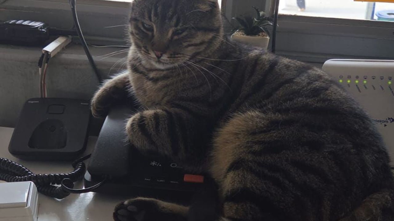 Eskişehir'de taksi durağı çalışanlarının sokak hayvanlarına desteği