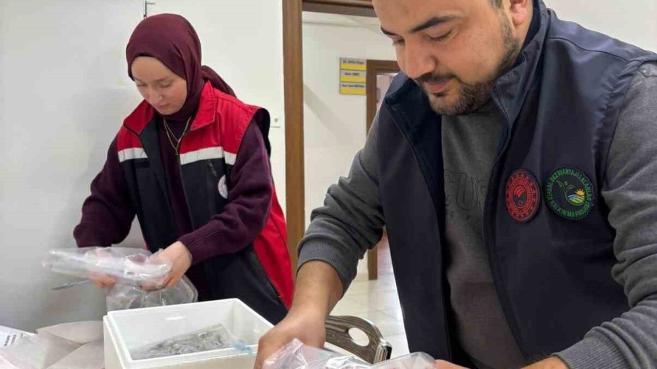 Evrenye Limanı'nda beyaz kum midyeleri kontrolü
