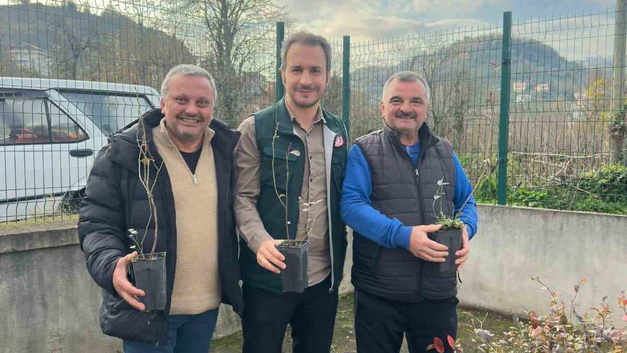 Eynesil'de mavi yemiş yetiştiriciliği yaygınlaşıyor