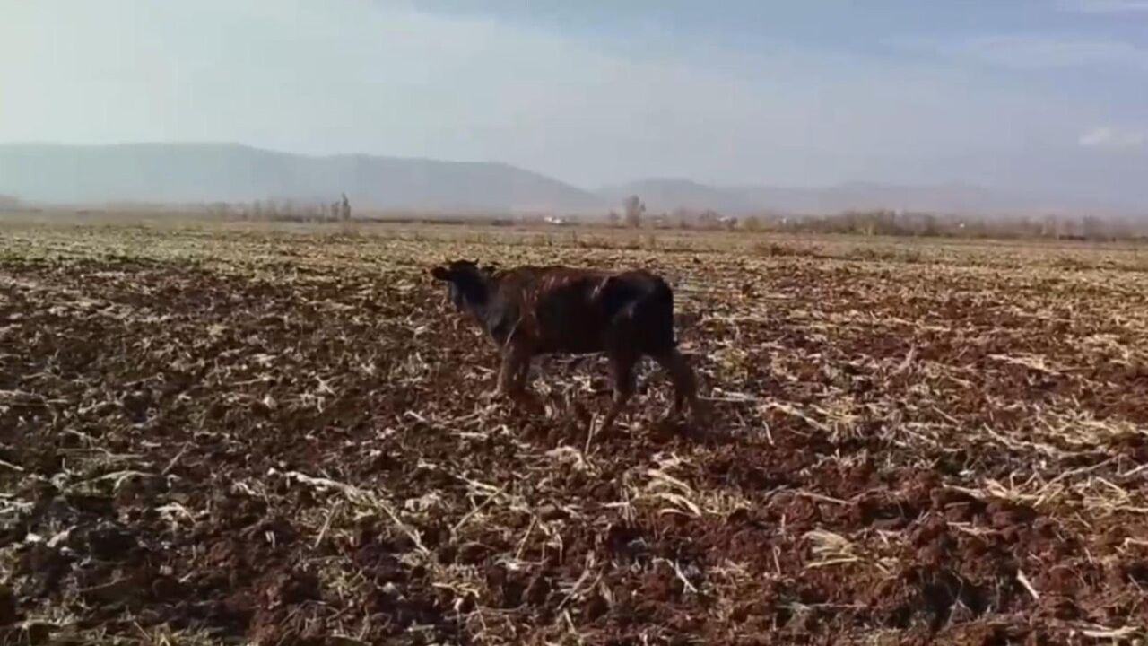 Eyyübiye'de tahliye kanalına düşen inek itfaiye ekiplerince kurtarıldı