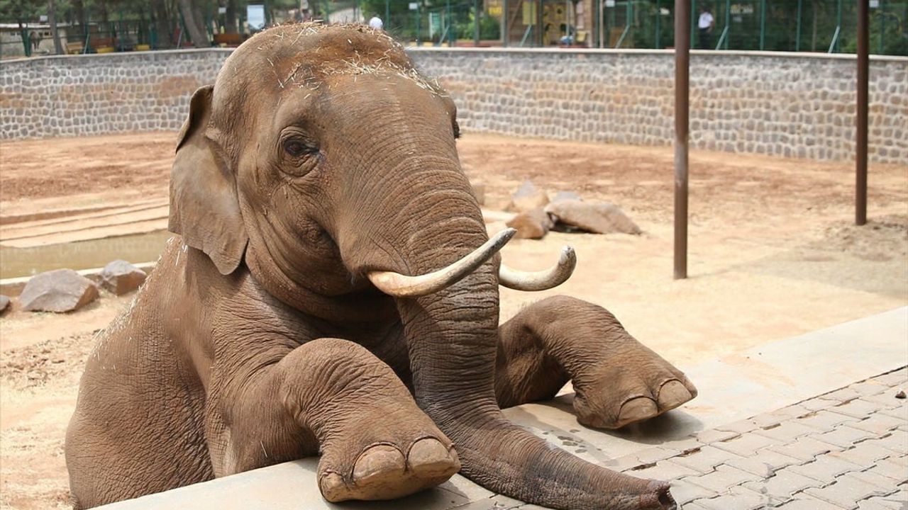 Fatma Şahin'den Ali Mahir Başarır'ın 'Gabi öldü' iddiasına yanıt