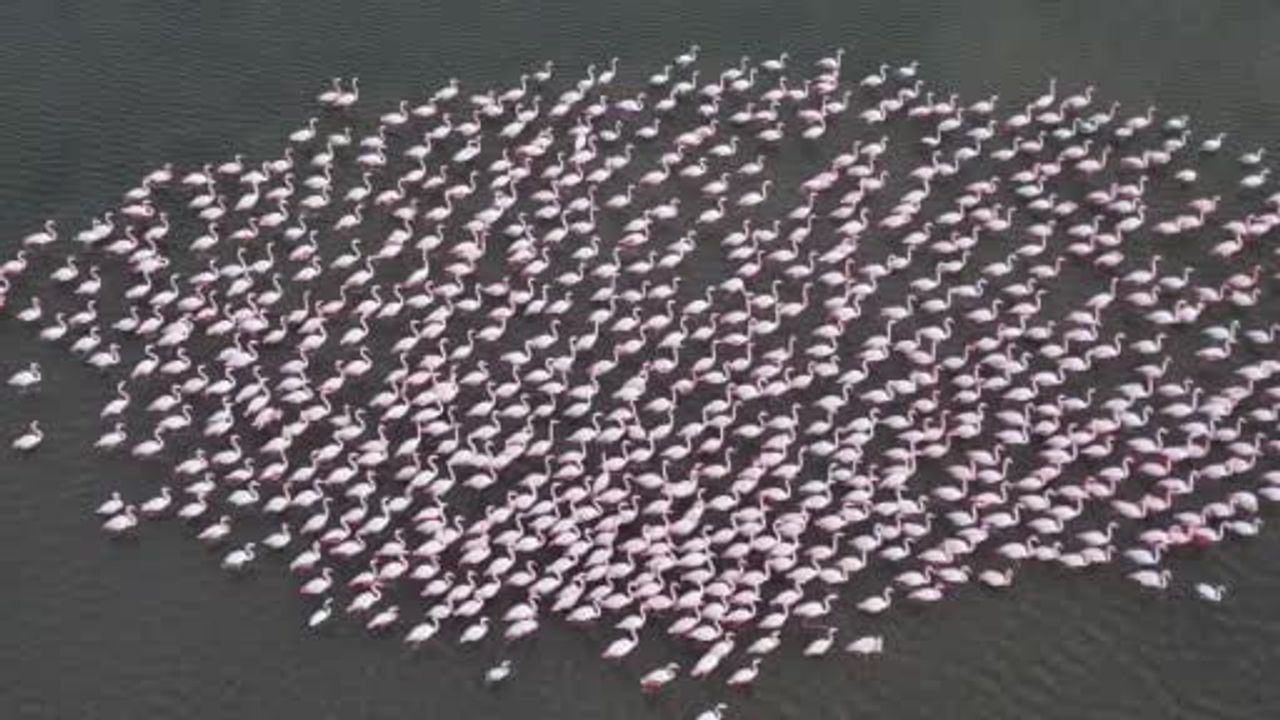 Gala Gölü'nde Flamingolar: Enez–İpsala'nın Önemli Sulak Alanı