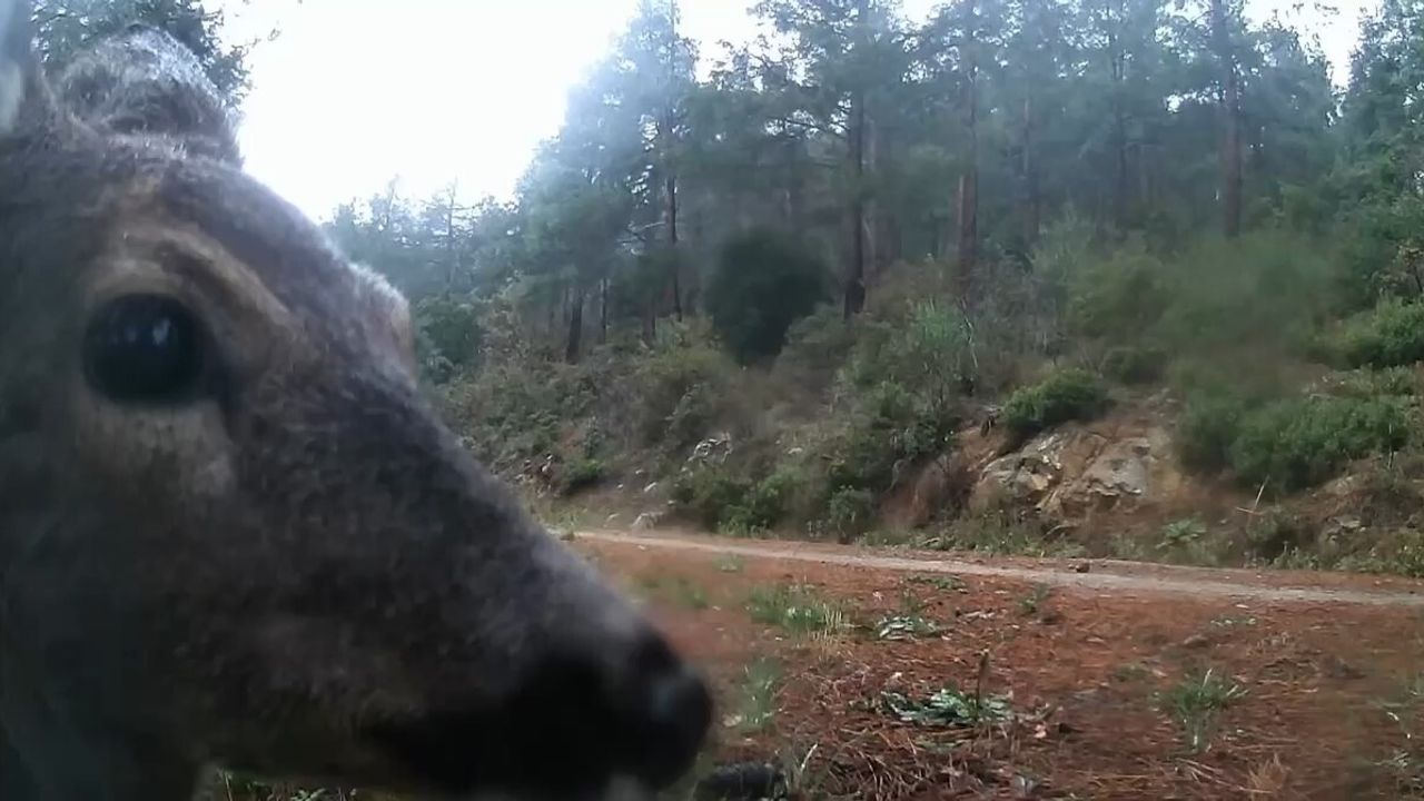Ganos Dağları'nda fotokapan iki karacayı görüntüledi