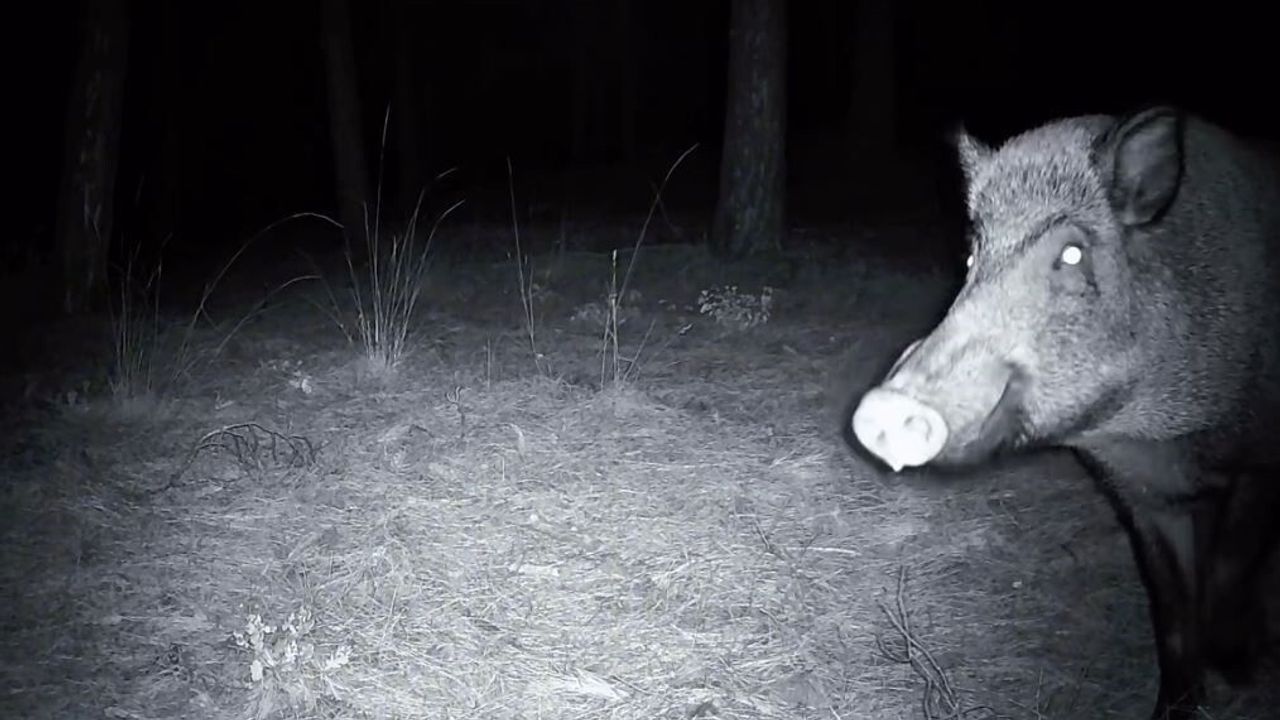 Ganos Dağları'nda yaban domuzunun fotokapan mücadelesi