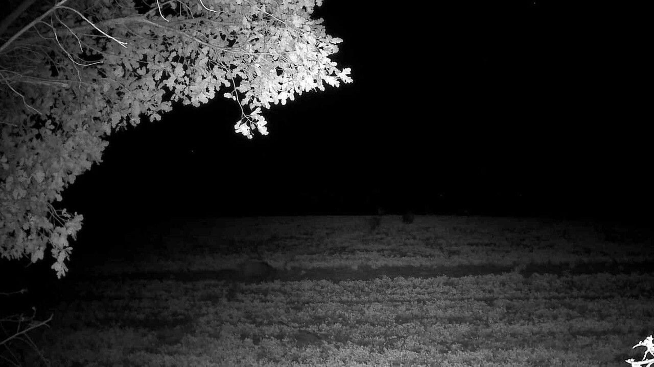 Ganos Ormanları'nda Yaban Domuzları Fotokapanlara Yansıdı