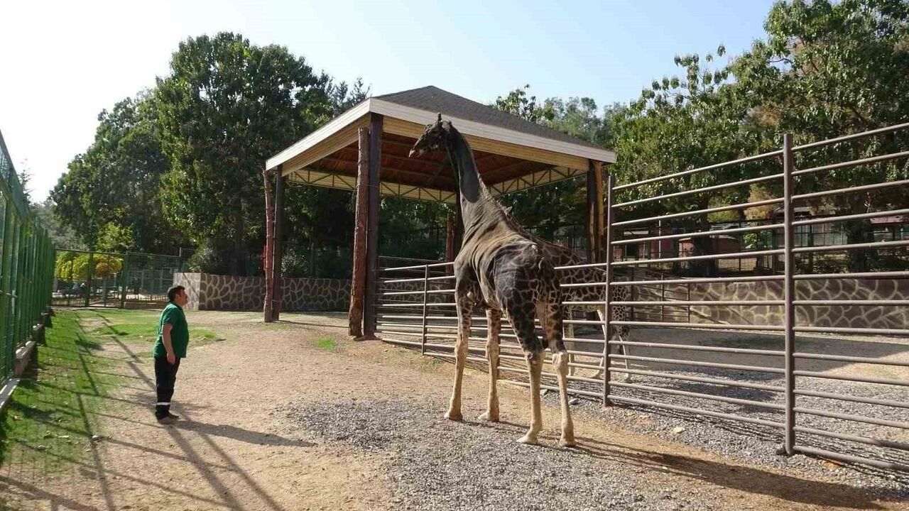 Gaziantep Doğal Yaşam Parkı’nın simge zürafası 32 yaşında vefat etti