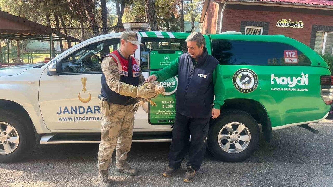 Gaziantep'te yaralı kartal rehabilitasyon için teslim alındı