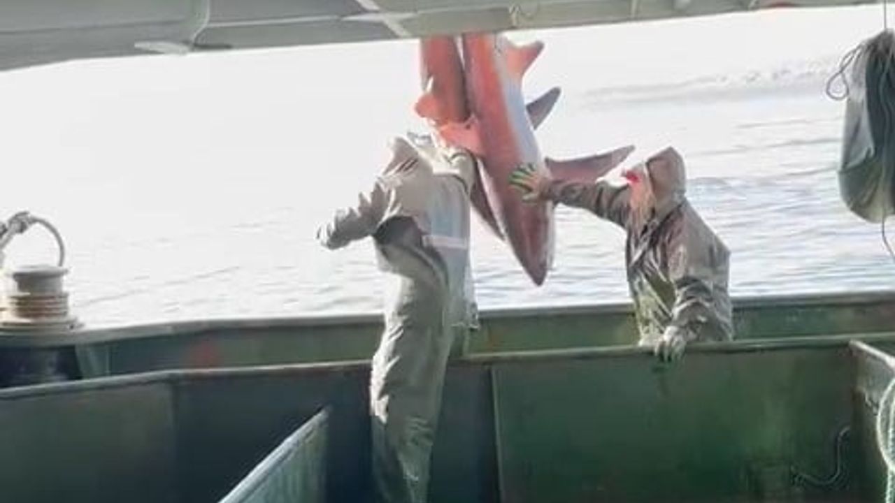 Gelibolu açıklarında 2 'kamçı kuyruk' köpek balığı ağdan kurtarıldı