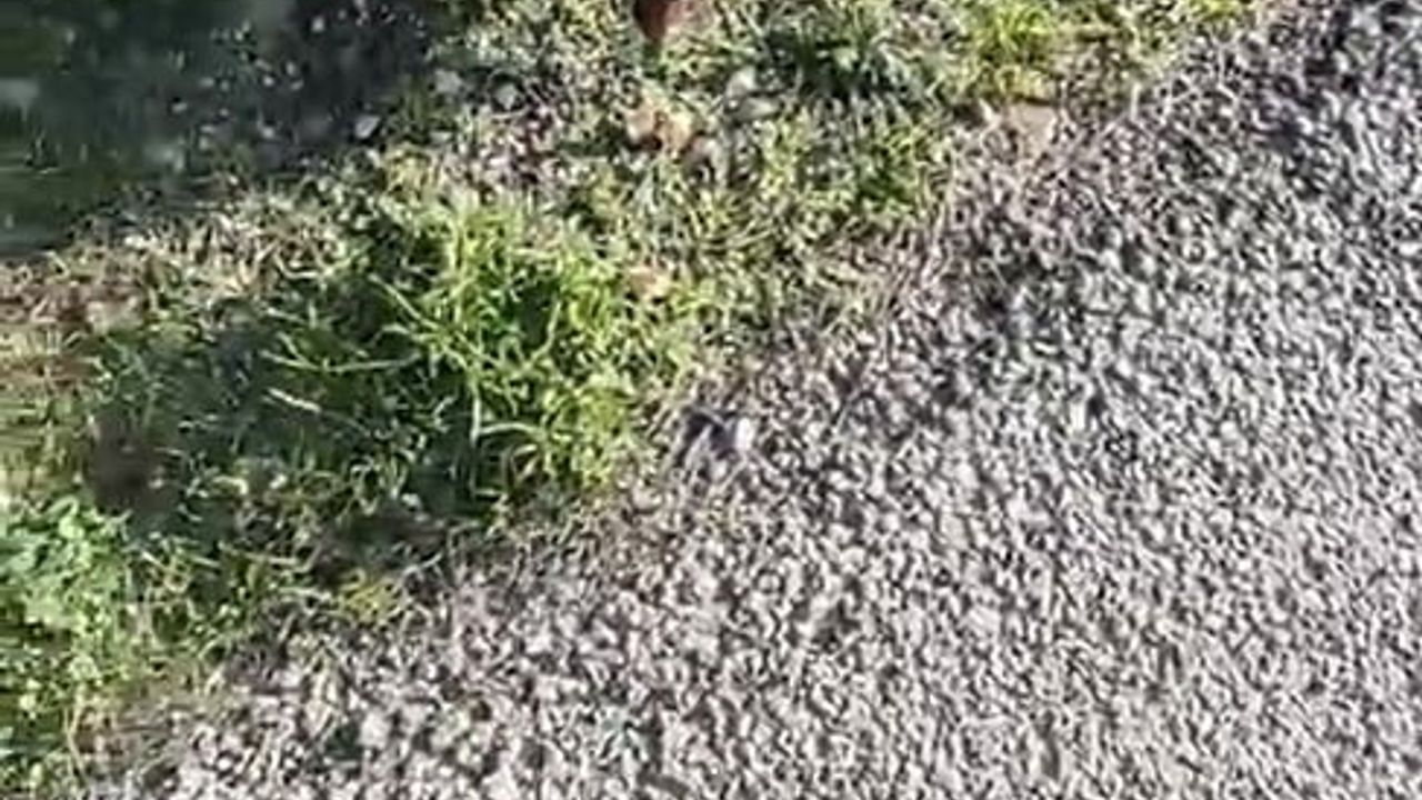 Gelibolu'da insanlara alışan tilki ziyaretçilerin maskotu oldu