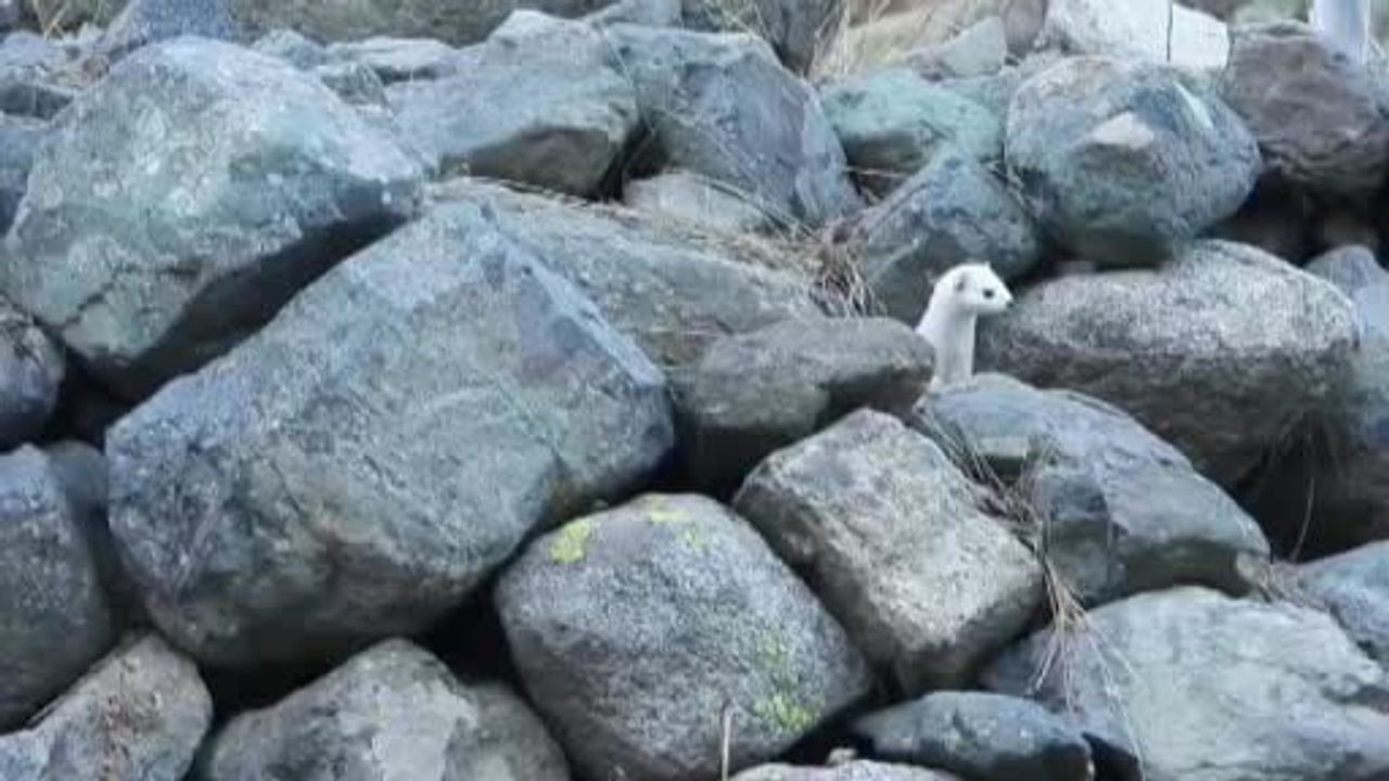 Gelincikler Kışla Birlikte Renk Değiştirdi