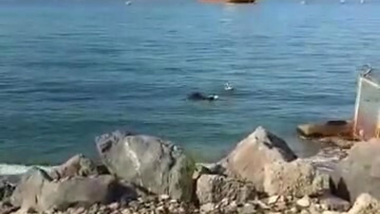 Gemiden Denize Düşen Angus Karaya Yüzerek Ulaştı