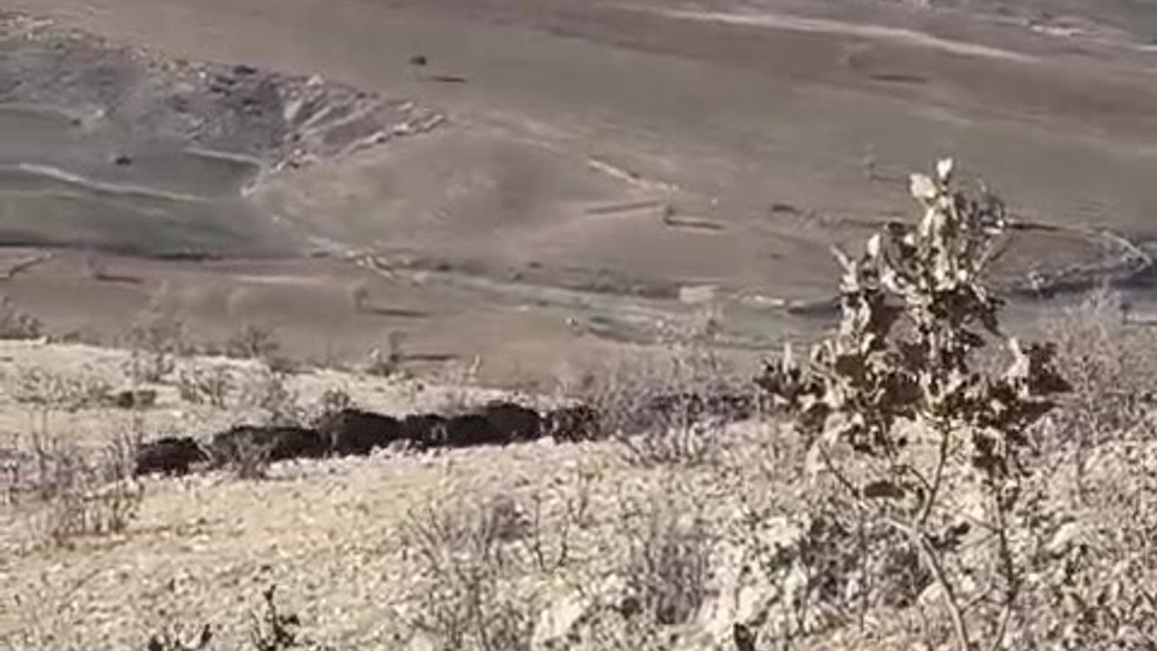 Gercüş'te sürü halinde dolaşan domuzlar çiftçileri tedirgin ediyor