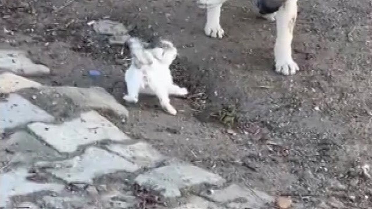 Gercüş'te yavru kedi ve köpeğin şirin kavgası kamerada