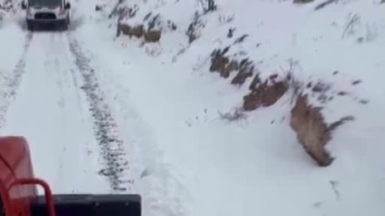 Gercüş'te yoğun kar: Hasta, ambulans ve mahsur araçlar kurtarıldı