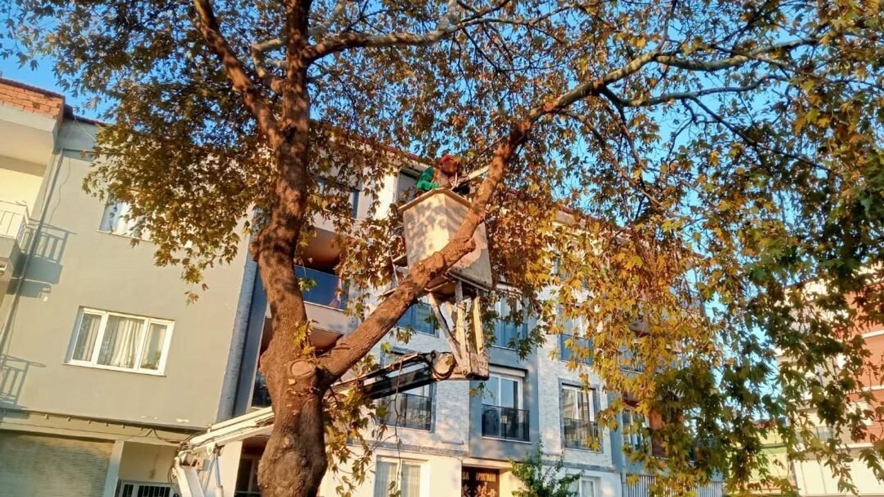 Germencik'te kireçleme ve ağaç budama çalışması