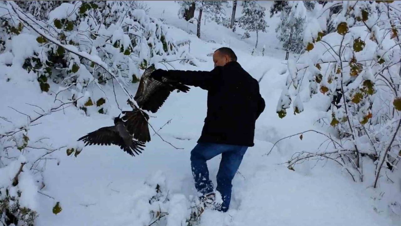 Giresun'da Atmaca'nın Pençesinden Kurtarılan Karga Yavuzkemal'de Görüntülendi
