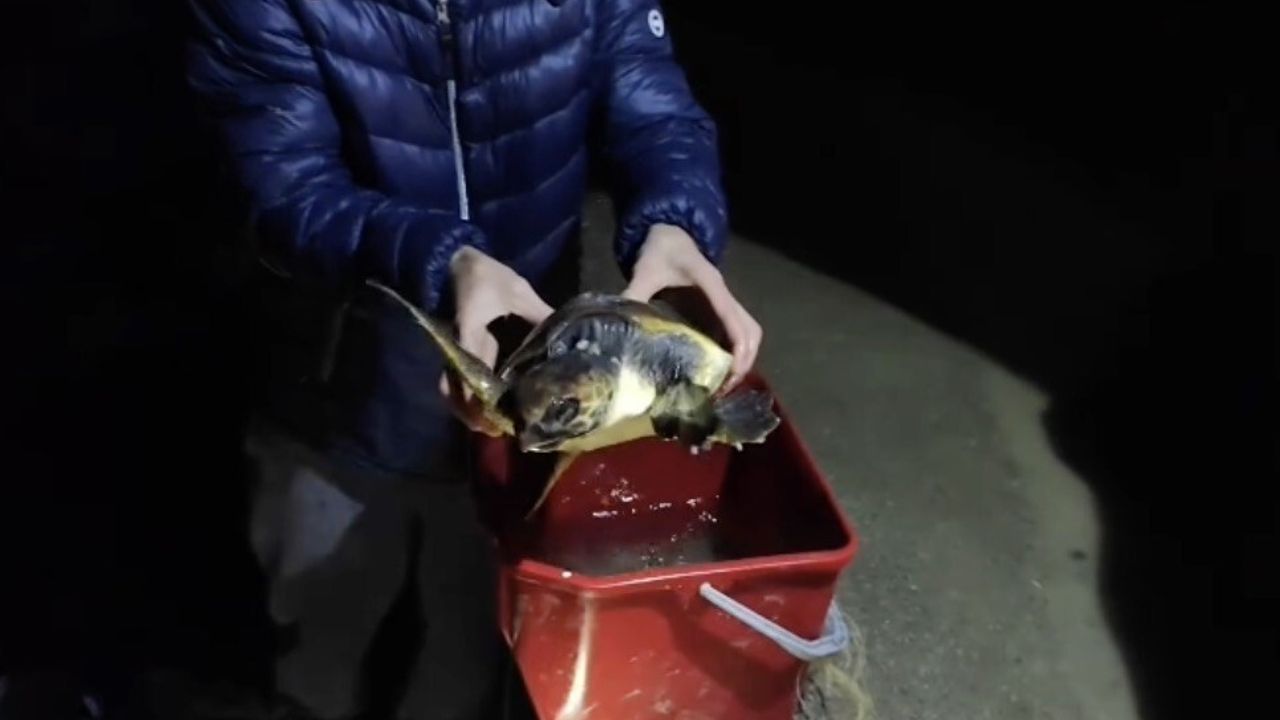 Gökçeada'da misina ve ipe dolanan caretta caretta vatandaşlarca kurtarıldı