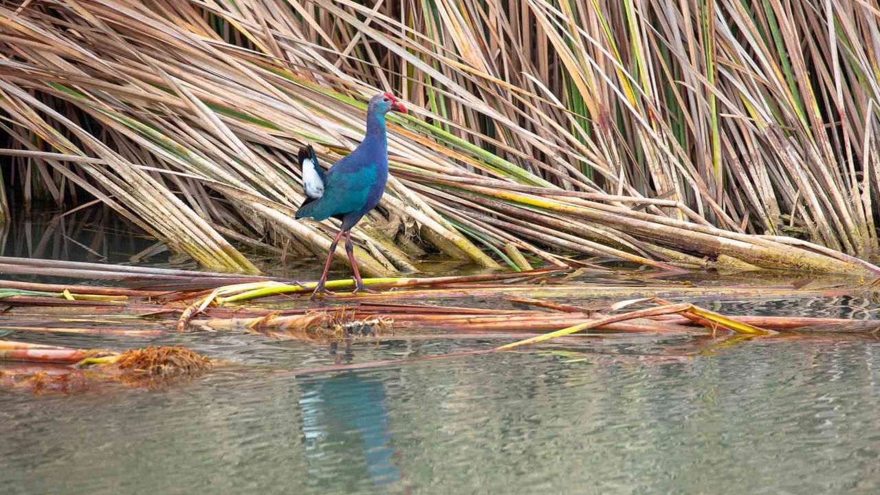 Göksu Deltası'nda nesli tehlikedeki saz horozu görüntülendi