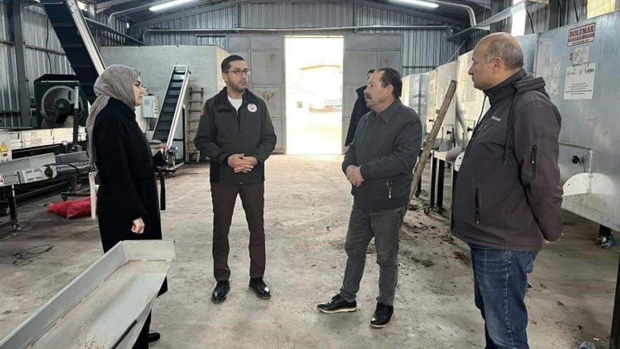 Gölpazarı'nda ceviz üretim zinciri güçleniyor