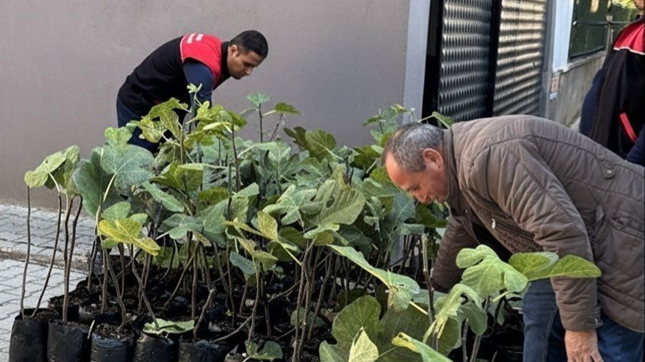 Gömeç'te 499 sertifikalı incir fidanı üreticilere teslim edildi