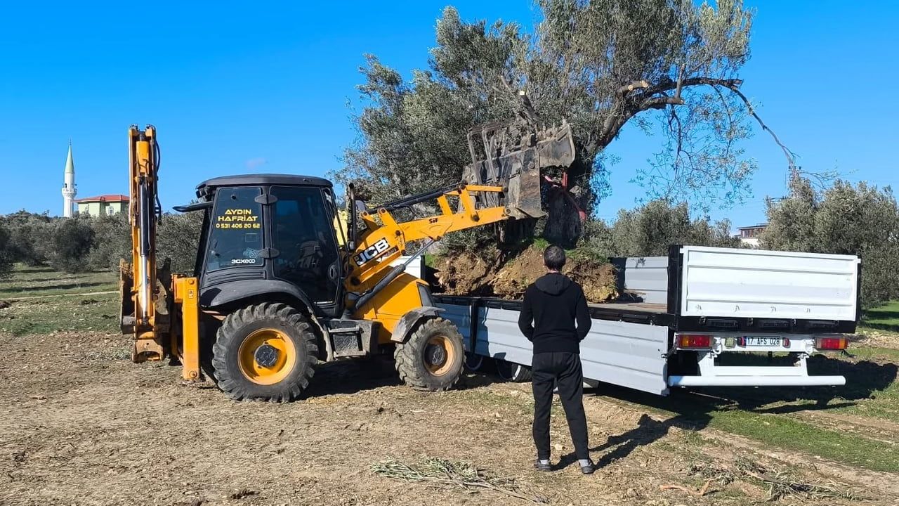 Gömeç'ten zeytin taşıma uyarısı: İzinsiz işlemlere ceza