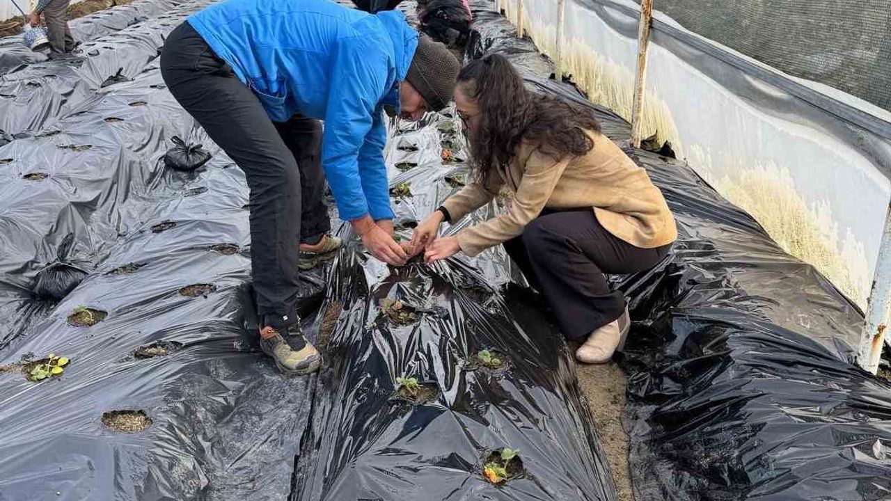 Gördes’te okul serasında çilek üretimi engelliler yararına