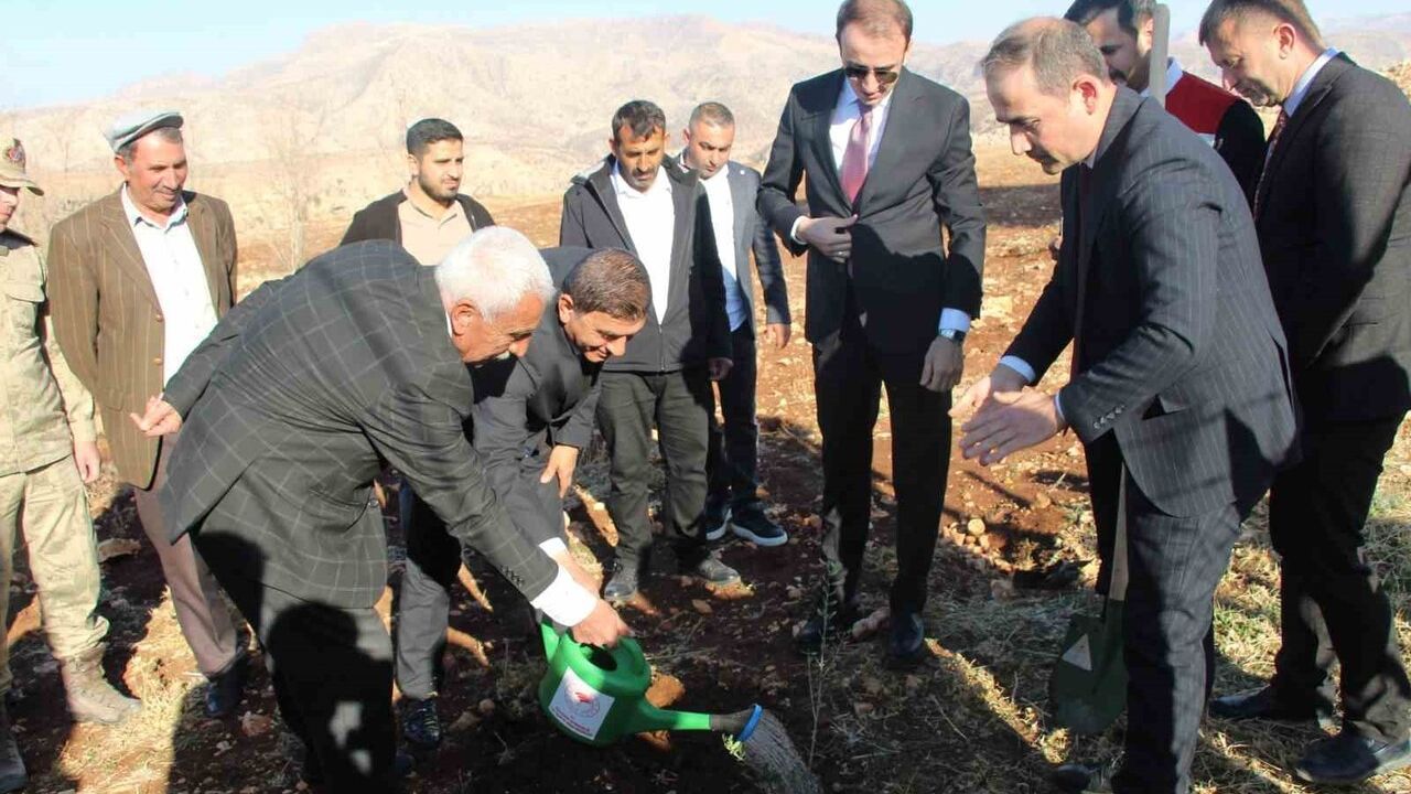 Güçlükonak’ta 4 bin ‘halhali’ zeytin fidanı çiftçilere dağıtıldı