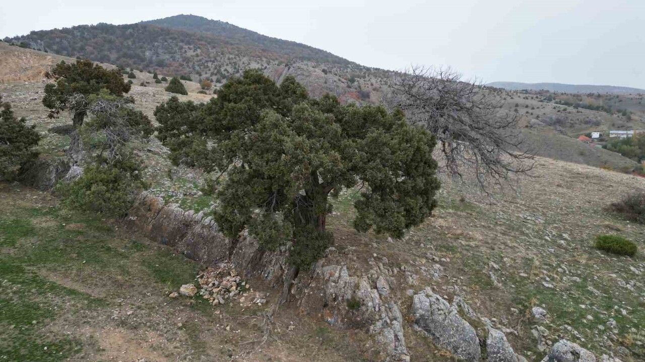 Günçalı'daki 508 yaşındaki ardıç için 'anıt ağaç' talebi