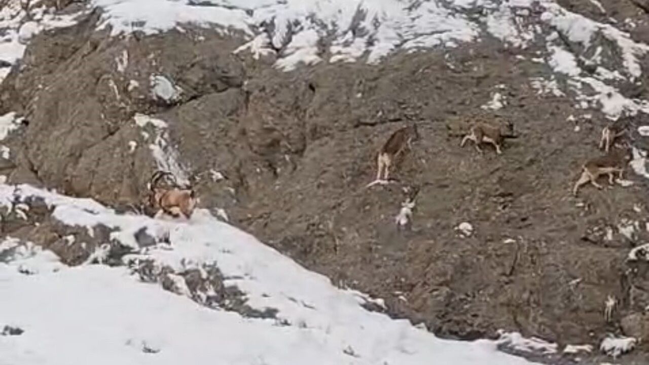 Güzeldere’nin karlı yamaçlarında dağ keçileri görüntülendi