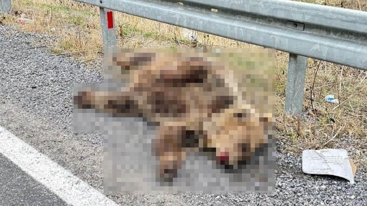 Hakkari'de yola inen ayı araç çarpmasıyla telef oldu