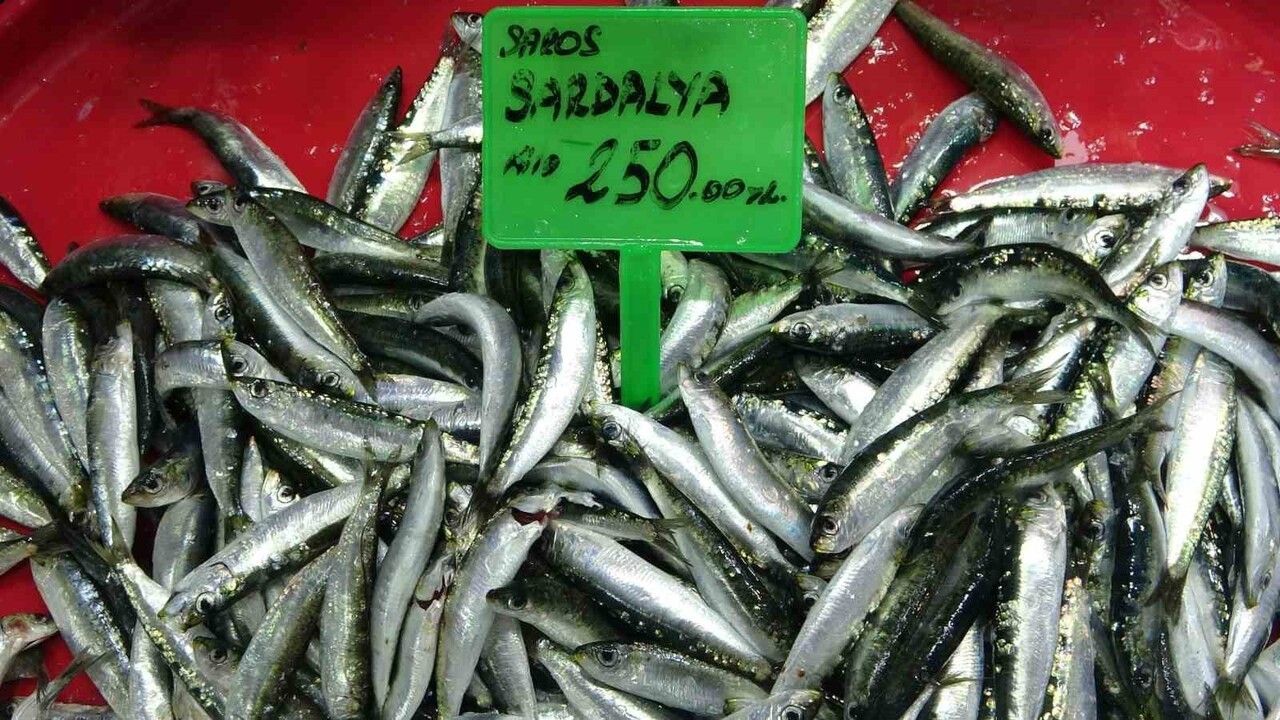 Hamsi bolluğu av baskısı yarattı: Şok tesisleri ve taşıyıcı kamyonlar doldu