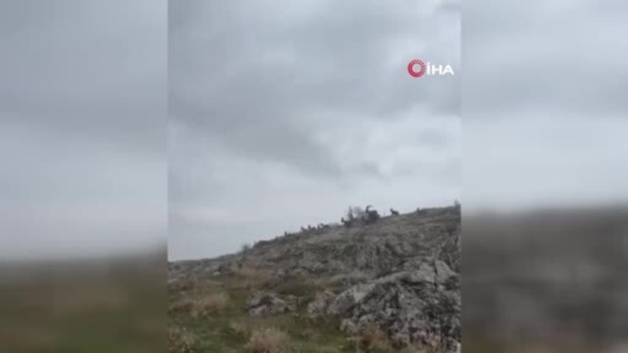 Harput'ta koruma altındaki yaban keçileri sürü halinde görüntülendi