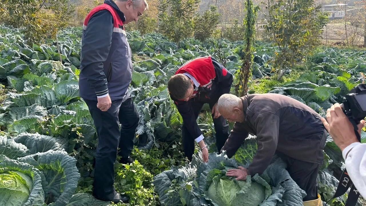 Hasanbeyli'de yerli ata tohumu lahana hasadı gerçekleştirildi