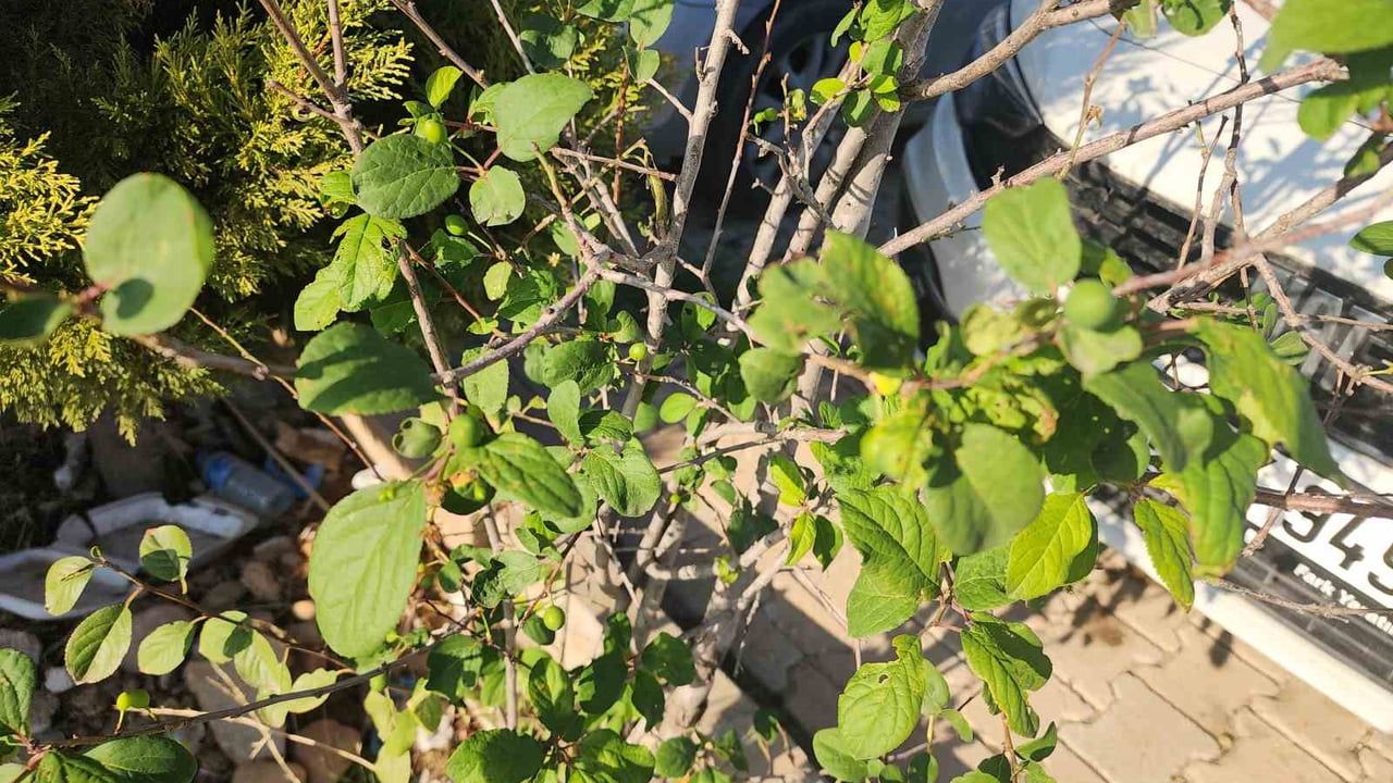 Hatay'da Aralıkta Meyve Veren Erik Ağacı İlgi Odağı Oldu